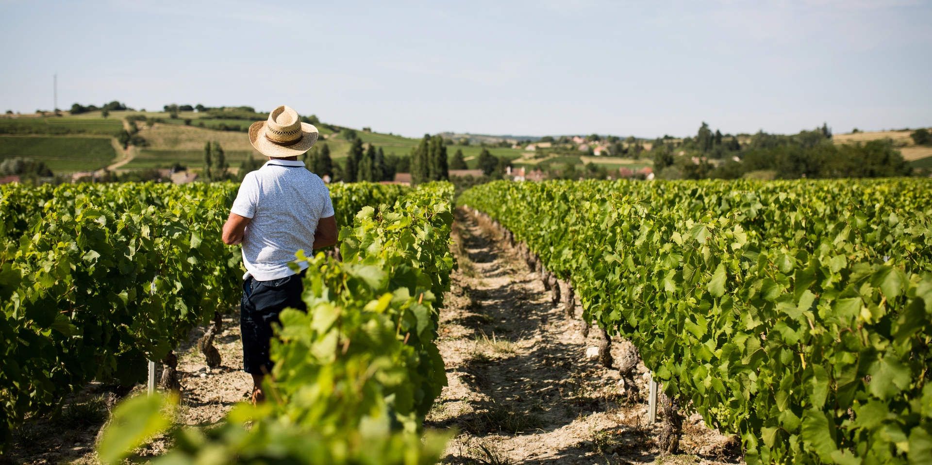 Vignes de Bourgogne