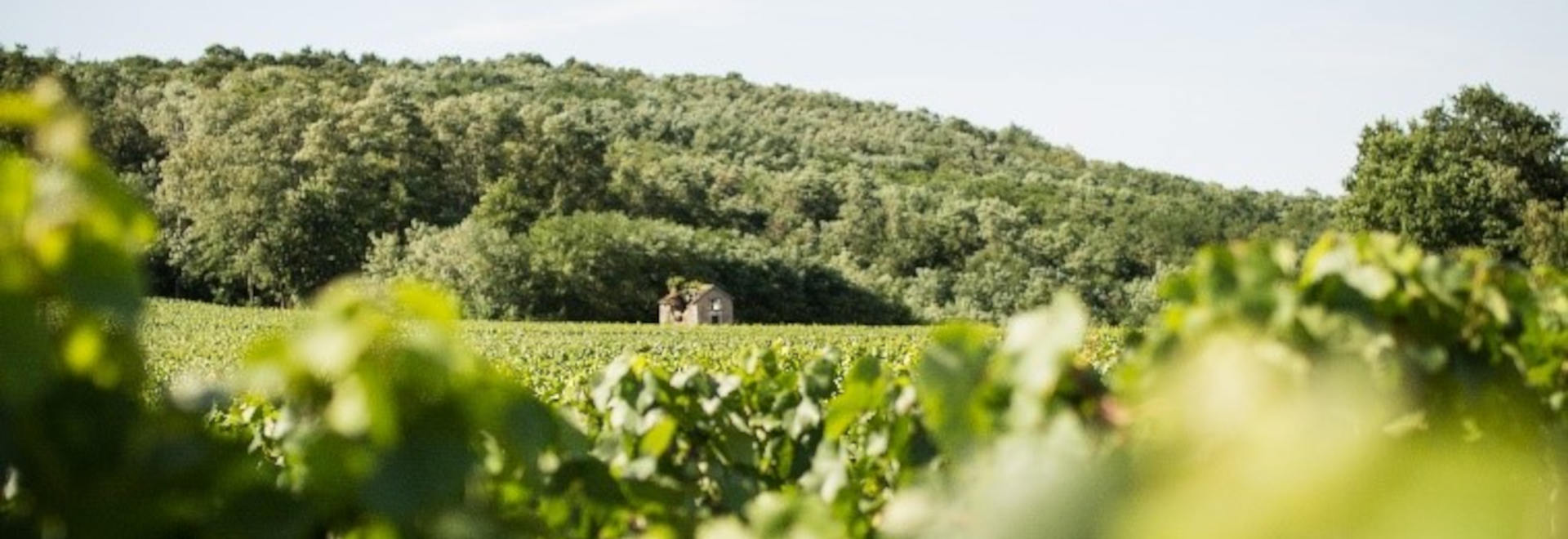 Les actualités de la cave de Bissey-Sous-Cruchaud